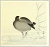 Ohara Koson - Moorehen