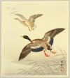 Ohara Koson - Mallard Taking off from Marsh