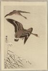 Ohara Koson - Geese in Snow Falling Sky
